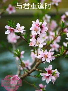 与君相逢下一句是什么