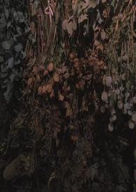 雀鸟难逃金笼By戛纳的梁红